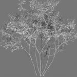 Amelanchier 01