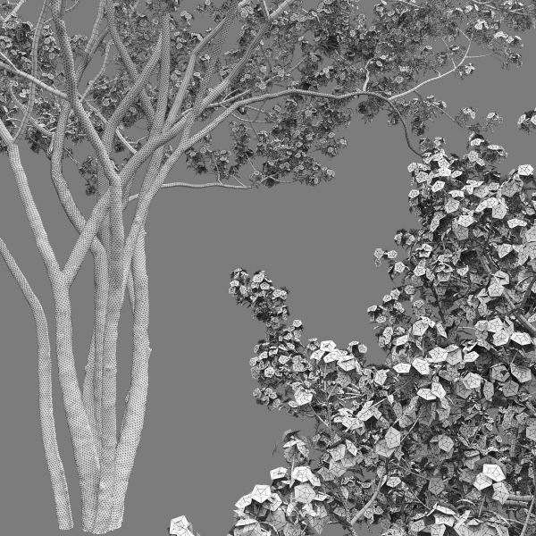 Amelanchier Flowering 01