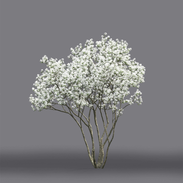 Amelanchier Flowering 01