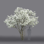 Amelanchier Flowering 01