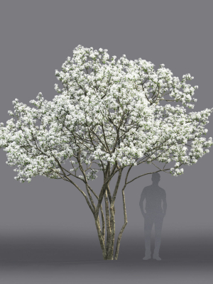 amelanchier-flowering-01-3d-model-8e5846eebf