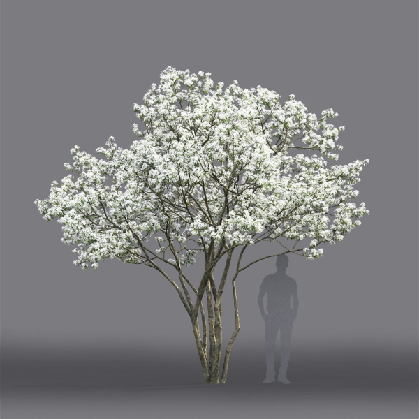 Amelanchier Flowering 01