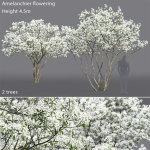 Amelanchier Flowering 01