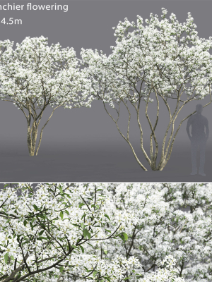 Amelanchier Flowering 01