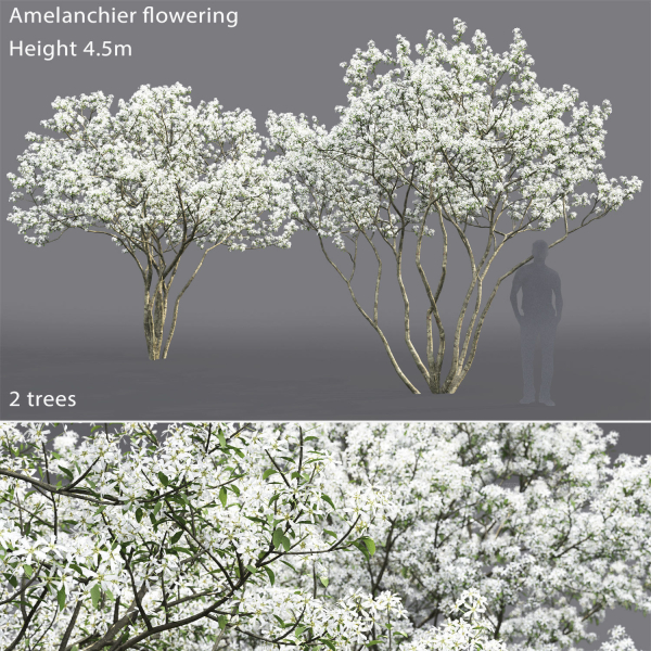 Amelanchier Flowering 01