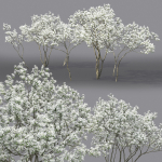 Amelanchier Flowering 01