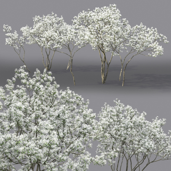Amelanchier Flowering 01