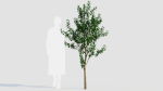 Amelanchier lamarckii a