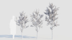 Amelanchier lamarckii a