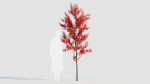 Amelanchier lamarckii a
