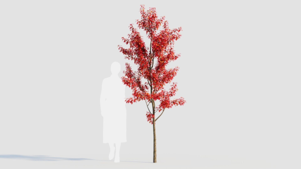 Amelanchier lamarckii a