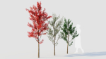 Amelanchier lamarckii a