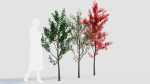 Amelanchier lamarckii a