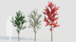 Amelanchier lamarckii a