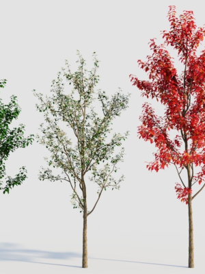 Amelanchier lamarckii a