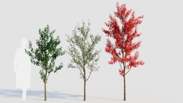 Amelanchier lamarckii a