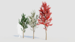 Amelanchier lamarckii a