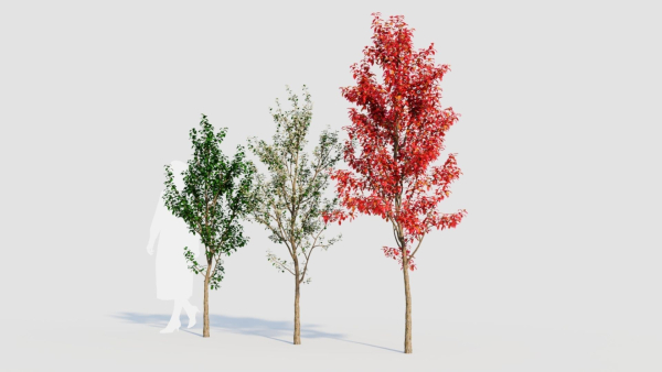 Amelanchier lamarckii a