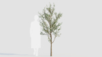 Amelanchier lamarckii a
