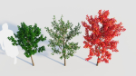 Amelanchier lamarckii a