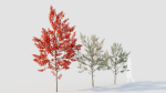 Amelanchier lamarckii b