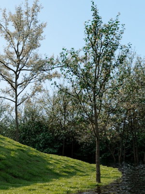 Amelanchier lamarckii b