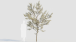 Amelanchier lamarckii b