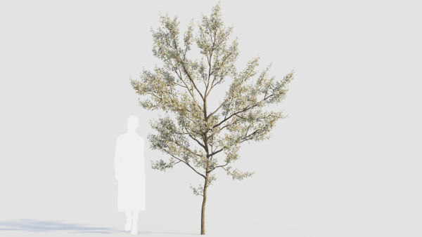 Amelanchier lamarckii b
