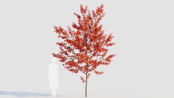 Amelanchier lamarckii b
