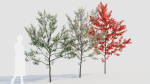 Amelanchier lamarckii b