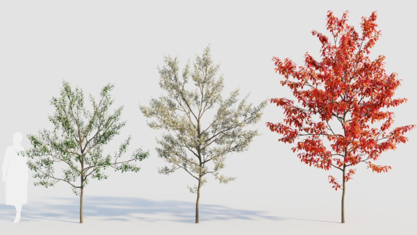 Amelanchier lamarckii b