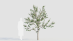 Amelanchier lamarckii b