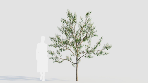 Amelanchier lamarckii b