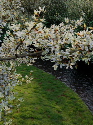 amelanchier-lamarckii-b-3d-model-926d95ec92
