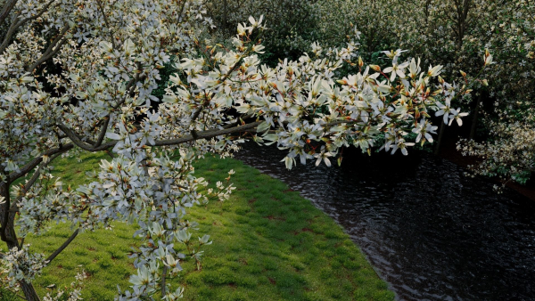 Amelanchier lamarckii b