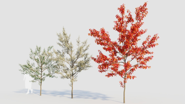 Amelanchier lamarckii b