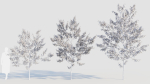 Amelanchier lamarckii b