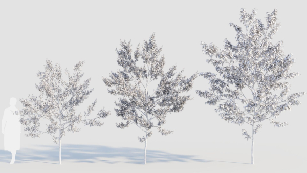 Amelanchier lamarckii b