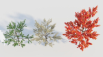 Amelanchier lamarckii b