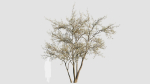 Amelanchier lamarckii c