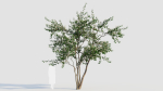 Amelanchier lamarckii c