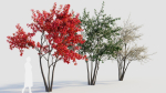 Amelanchier lamarckii c