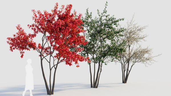 Amelanchier lamarckii c