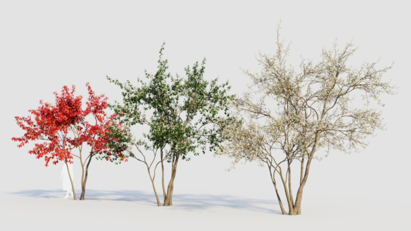 Amelanchier lamarckii c