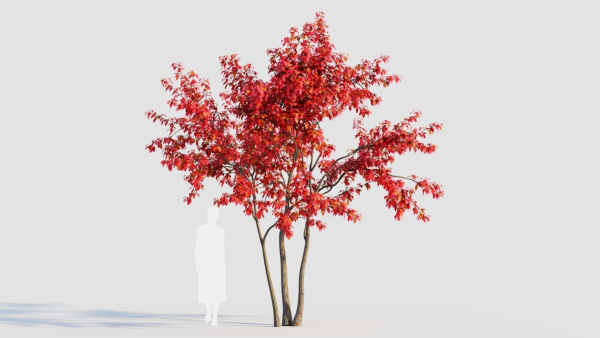 Amelanchier lamarckii c