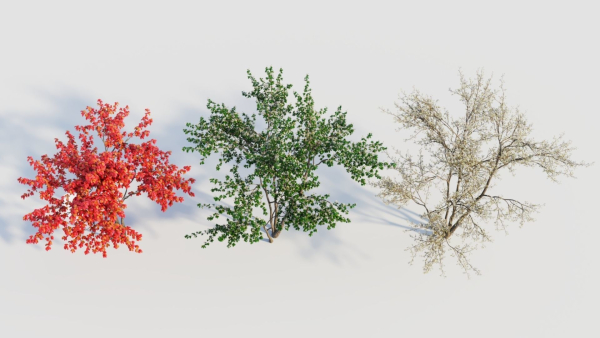Amelanchier lamarckii c