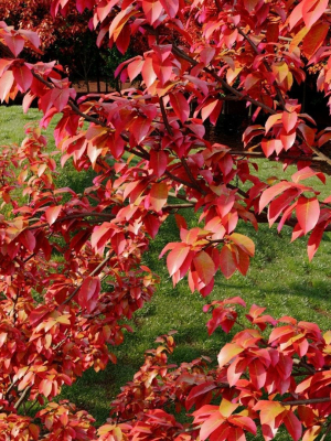amelanchier-lamarckii-c-3d-model-b0dd8e8403