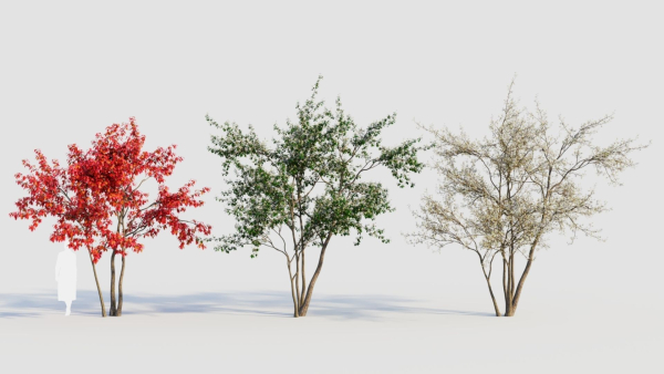 Amelanchier lamarckii c