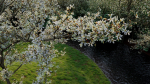 Amelanchier lamarckii c