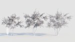 Amelanchier lamarckii c